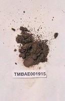 藏品(小葉鳳尾苔)的圖片